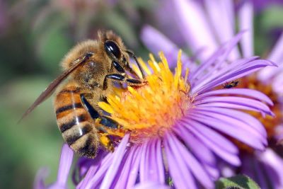 "nectar" picture