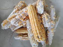"corncob" picture