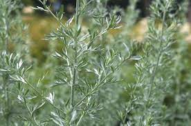 "artemisia" picture
