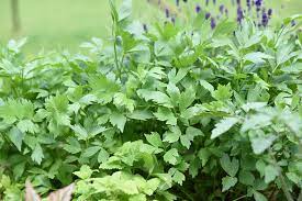 "lovage" picture