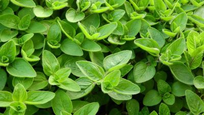 "marjoram" picture