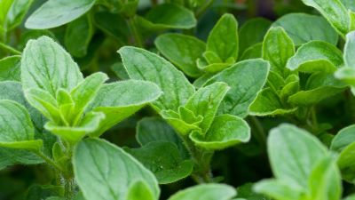 "oregano" picture
