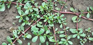 "purslane" picture