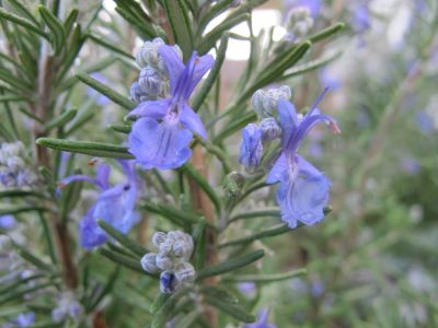 "rosemary" picture