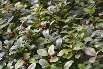 "wintergreen" picture