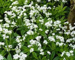 "woodruff" picture