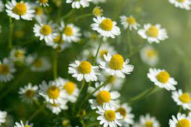 "chamomile" picture