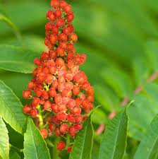 "sumac" picture