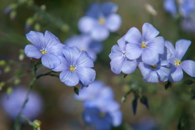 "flax" picture