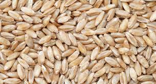 "durum" picture
