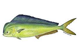 "mahimahi" picture