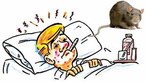 "leptospirosis" picture