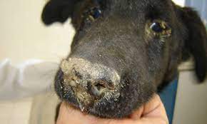 "distemper" picture