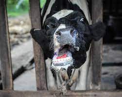 "foot-and-mouth disease" picture
