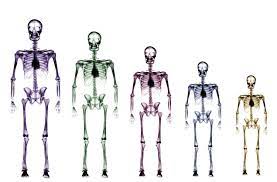 "osteology" picture