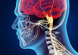 "neurology" picture