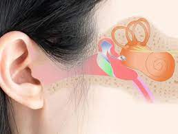 "otology" picture