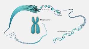 "chromosome" picture
