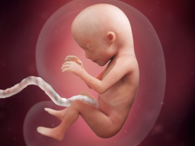 "fetus" picture