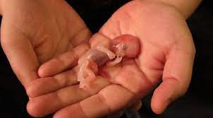 "miscarry" picture
