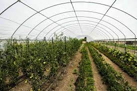 "hothouse" picture