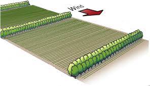 "windbreak" picture