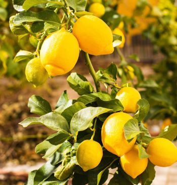"zesty" picture