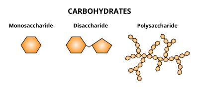 "polysaccharide" picture