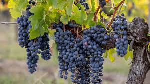 "Merlot" picture