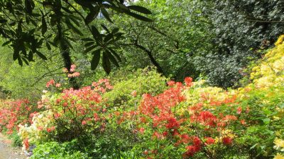 "shrubbery" picture