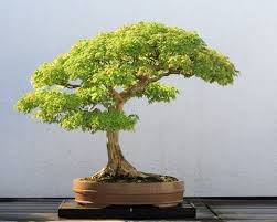 "bonsai" picture