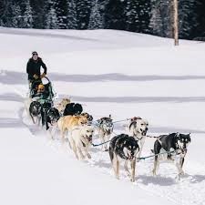 "dogsled" picture