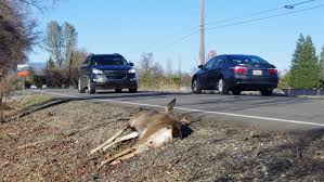 "roadkill" picture