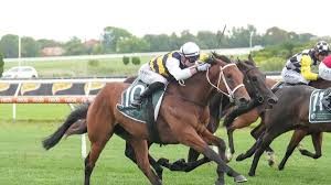 "stayer" picture