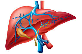 "hepatology" picture
