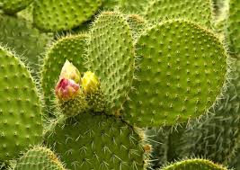 "prickly" picture