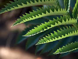 "jagged" picture