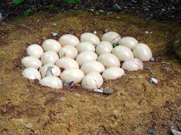 "oviparous" picture