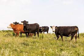 "bovine" picture