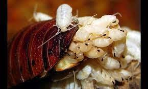 "ovoviviparous" picture
