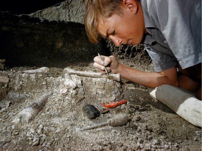 "paleontology" picture