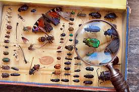 "entomology" picture