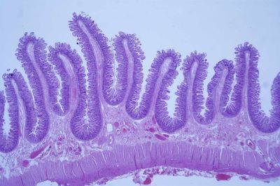 "histology" picture