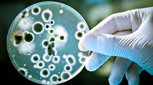 "pathogenesis" picture