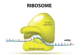 "ribosome" picture
