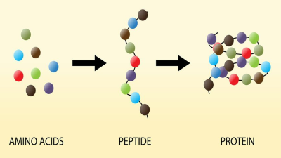 "polypeptide" picture