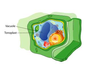 "vacuole" picture