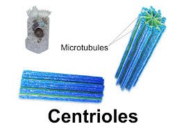"centriole" picture