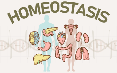 "homeostasis" picture