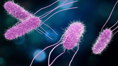 "prokaryote" picture